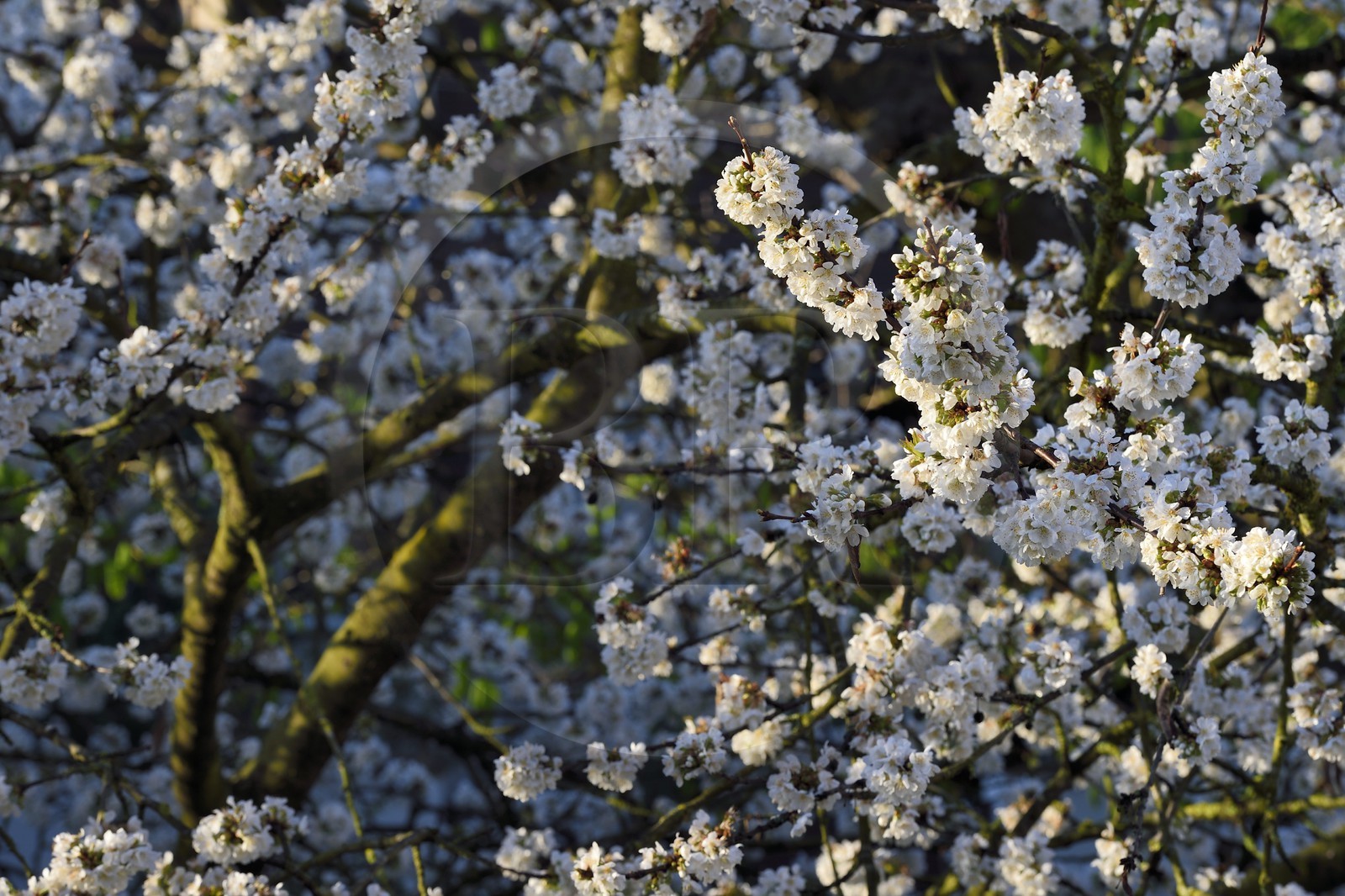 France, Val-de-Marne (94), Bry-sur-Marne, cerisier en fleur