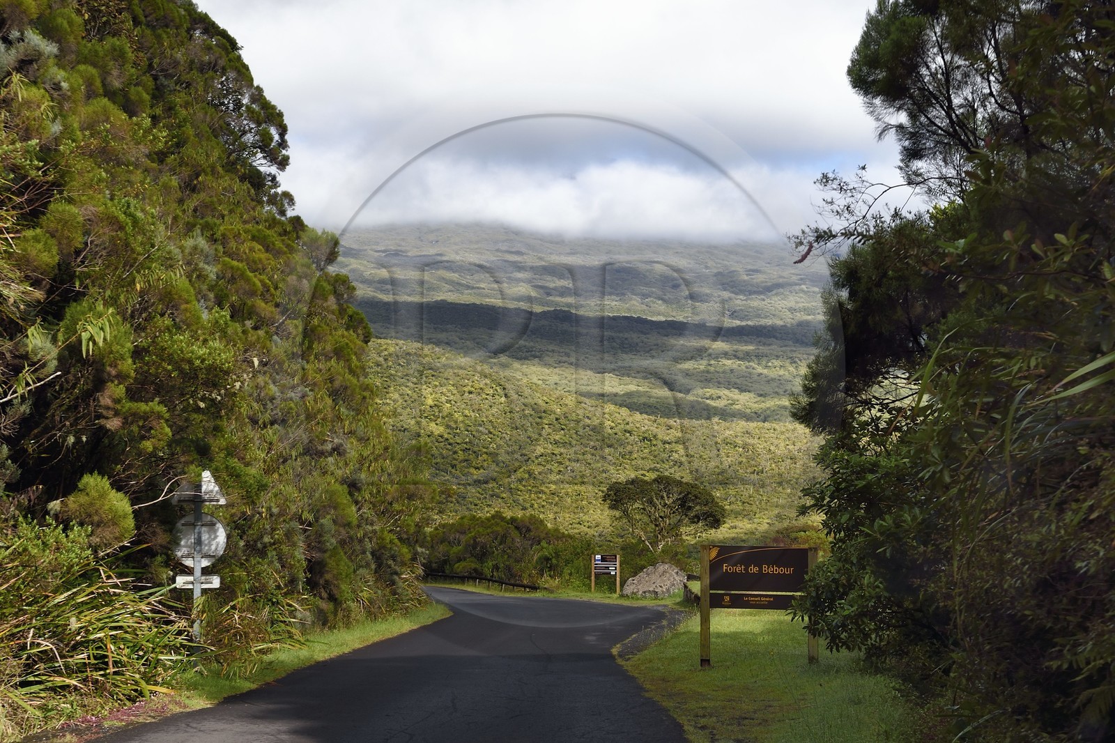 France, Reunion island (French overseas department), Reunion National Park listed as World heritage by UNESCO, La Plaine des Palmistes, Bebour forest,