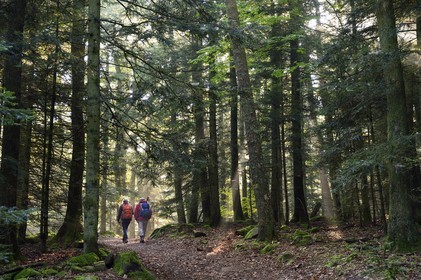 France, Bas-Rhin (67), Mont Saint-Odile, randonnée des chemins des Chateaux-forts d'Alsace vers le chateau du Landsberg