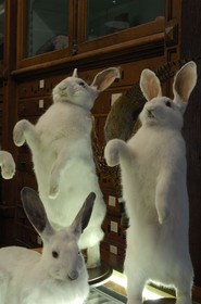 France, Paris (75), le taxidermiste Deyrolle rue du bac