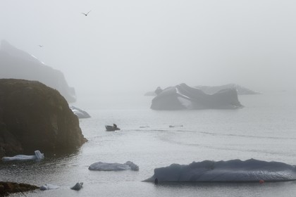 Groenland, cote ouest, Ile de Disko, baie du village de Qeqertarsuaq, icebergs dans la brume