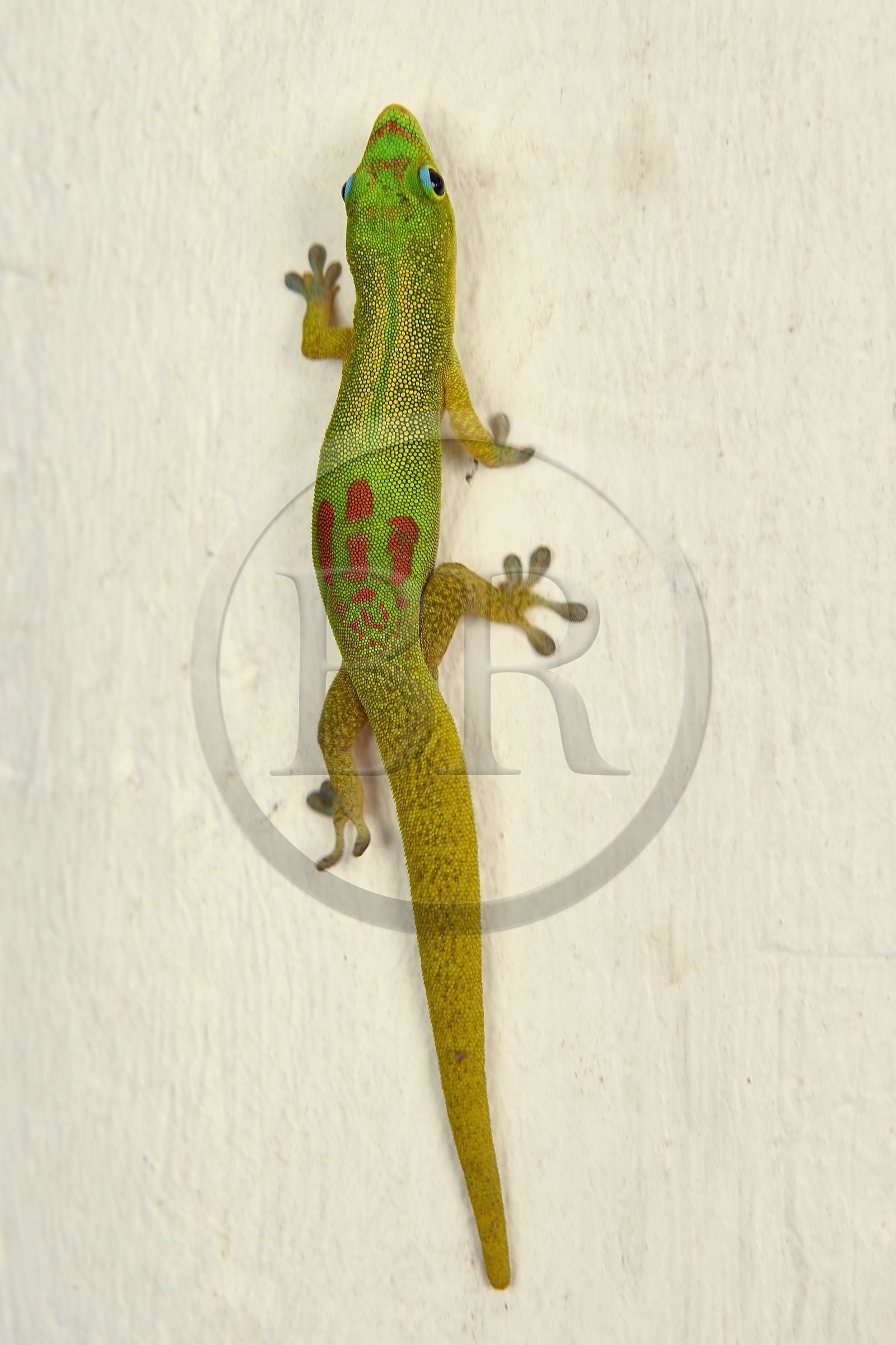 France, Mayotte island (French overseas department), Grande-Terre, Nyambadao, gold dust day gecko (Phelsuma laticauda)