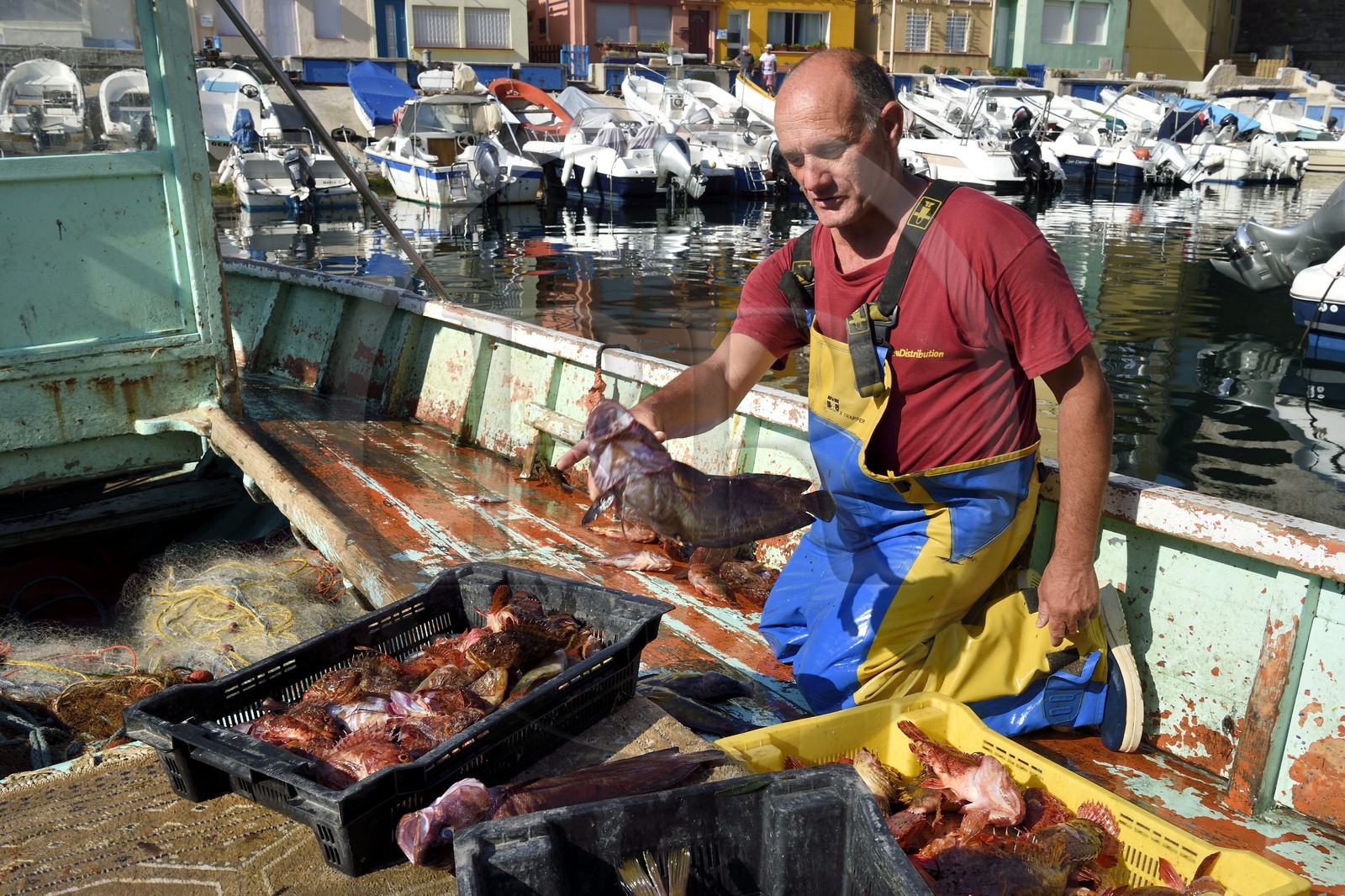 France, Bouches-du-Rhône (13), Marseille, quartier d'Endoume, le Vallon des Auffes, retour de pêche de Lucien Jativa et trie du poisson