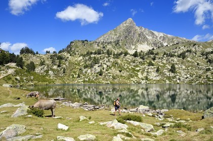 France, Hautes-Pyrénées (65), Saint-Lary-Soulan et Vielle-Aure, randonnée sur une variante du GR10 entre le col de Portet et les lacs de Bastan en bordure de la réserve naturelle de Néouvielle, troupeau de vaches en estive au lac de Bastan supérieur et le pic de Bastan en arrière plan