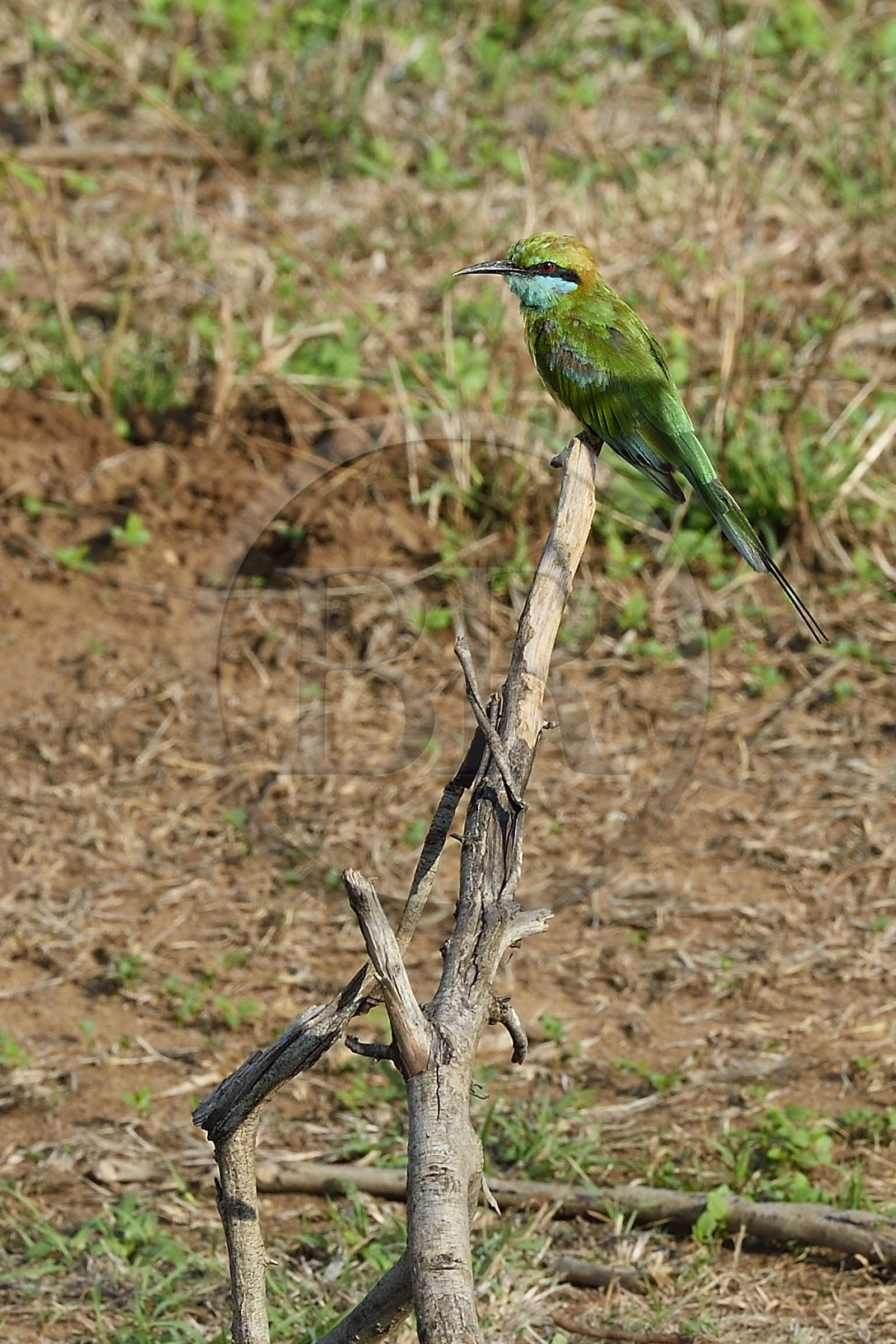 Sri Lanka, province d'Uva, Parc national d'Uda Walawe (Udawalawe National Park), guêpier d'Orient (Merops orientalis)