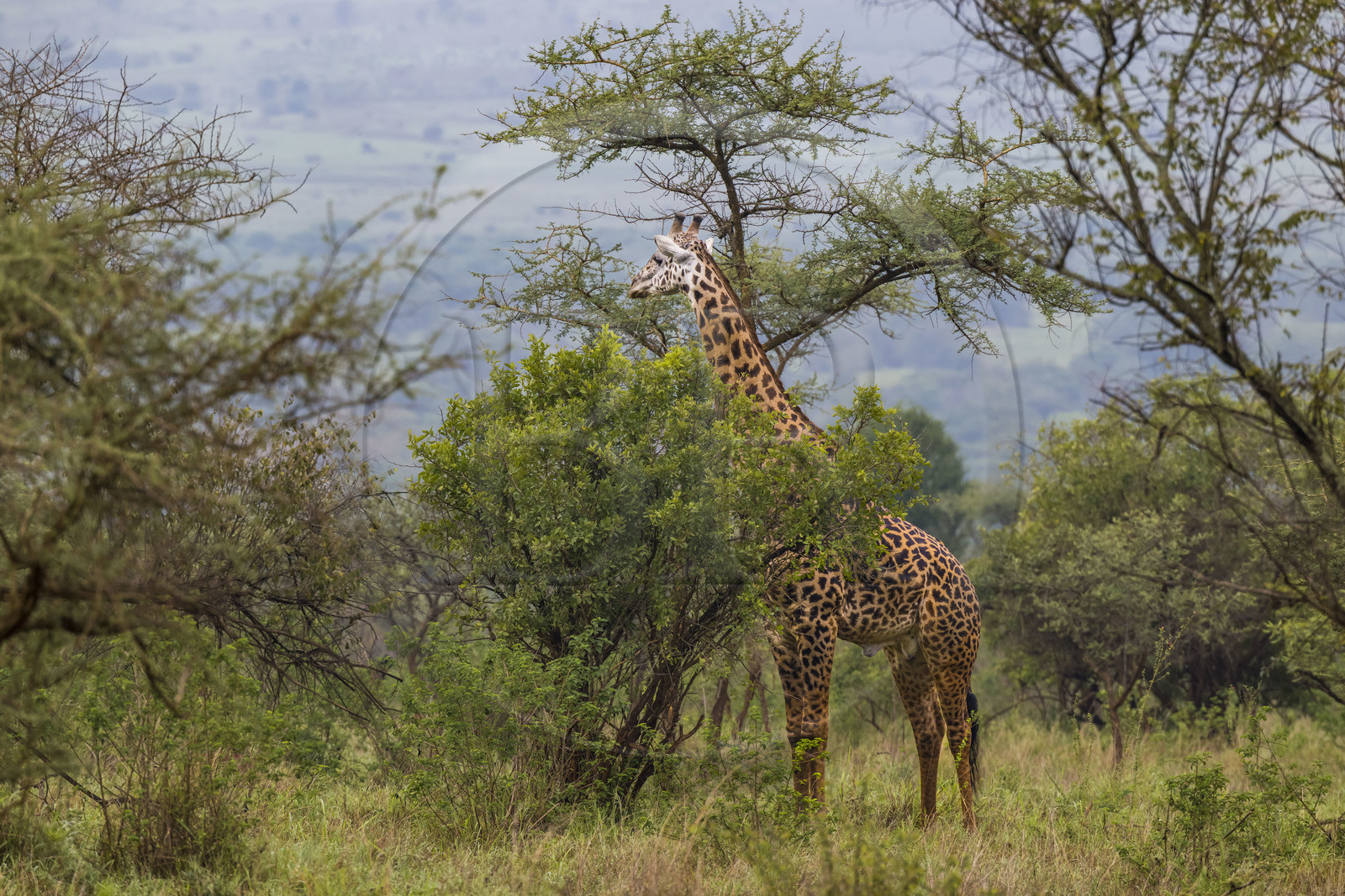Rwanda, Akagera National Park, giraffe (Giraffa camelopardalis)