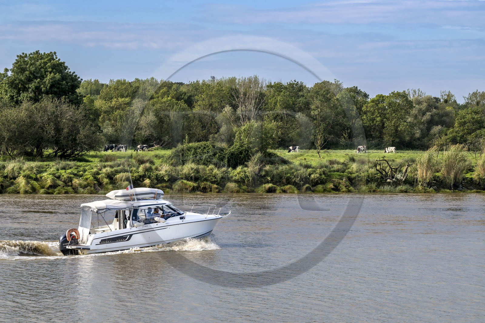 France, Loire-Atlantique (44), Saint-Jean-de-Boiseau, bateau descendant la Loire, vaches au pré sur la rive en arrière plan