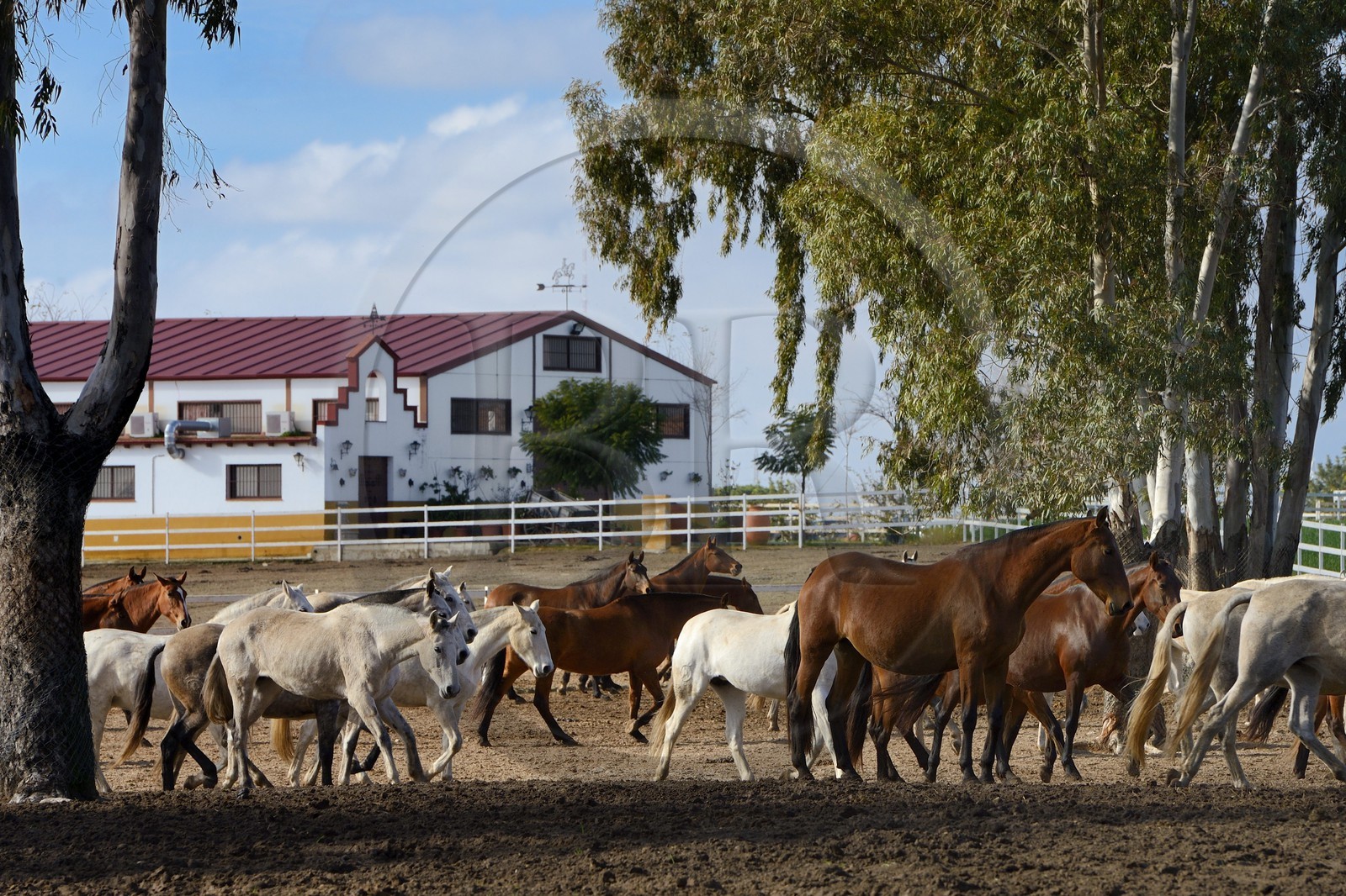 Espagne, Andalousie, province de Séville, Utrera, le haras Ayala (Yeguada Ayala), Pure race espagnole ou PRE (Pura Raza Espanola)