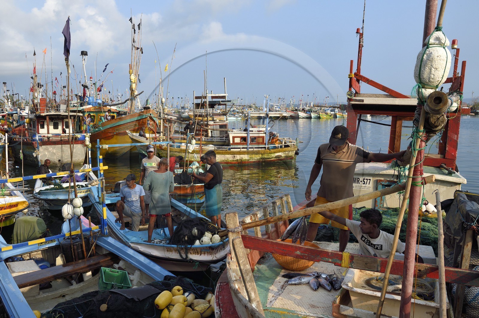 Sri Lanka, Province du Sud, Matara (district), Weligama, port de pêche de Mirissa, débarquement du poisson à l'aube