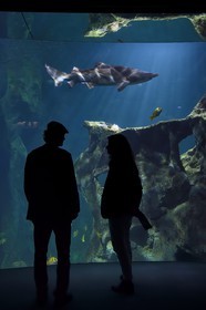 France, Charente-Maritime (17), La Rochelle, Aquarium La Rochelle, Mention obligatoire, le bassin des requins