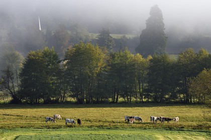 France, Calvados (14), Pays d'Auge, Saint-Germain-de-Livet, troupeau de vaches et le clocher de l'église Saint Jean en arrière plan