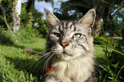 France, Ile de la Reunion, chat Main coon