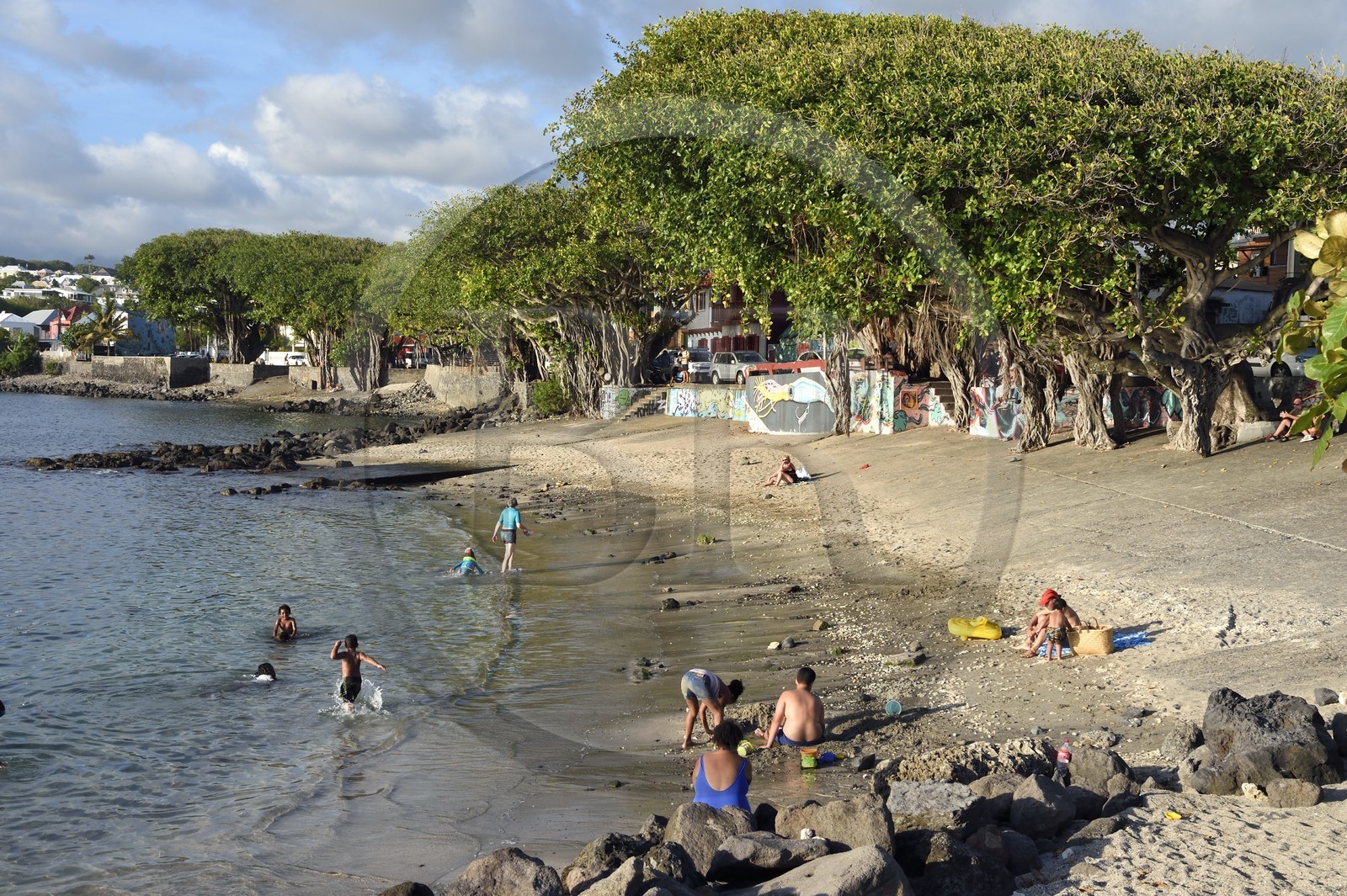 France, Ile de la Reunion, ville de Saint-Pierre, extrémité sud du lagon de Saint Pierre au lieu dit Terre Sainte, figuier des banians, banyan ou banian de l'Inde (Ficus benghalensis)