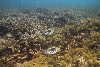 France, île de la Réunion, le récif corallien du lagon de la plage de Saint-Gilles et de l'Ermitage (vue sous-marine)