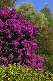 France, Alpes-Maritimes (06), Menton, le domaine de la Citronneraie créé par François Mazet, bougainvillea bougainvillier