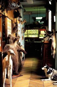 France, Paris (75), Maisaon Deyrolle (taxidermiste) rue du Bac