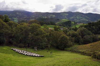 France, Pyrenees Atlantiques, Basque Country, Aldudes valley, Urepel, the manech black head sheep breeder Jean-Bernard Etchebarren