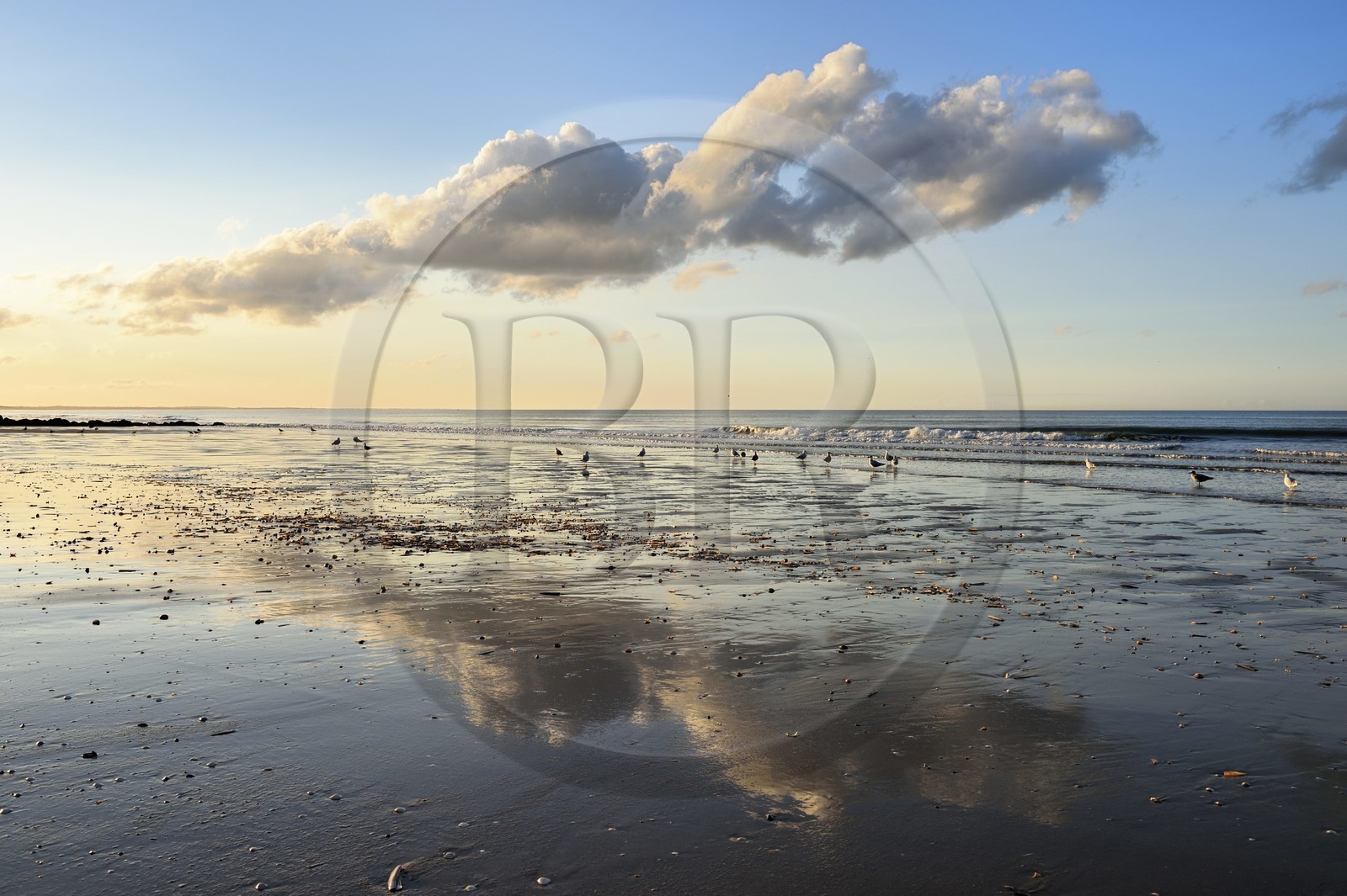 France, Calvados (14), Pays d'Auge, la côte Fleurie, Cabourg, goélands sur la plage de la station balnéaire