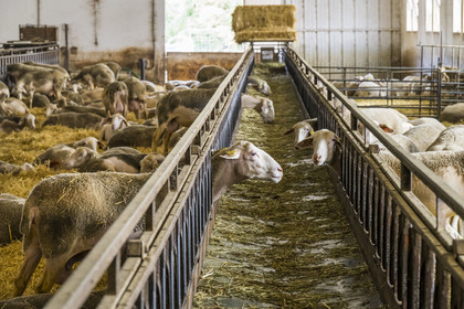 France, Aveyron (12), parc naturel régional des Grands-Causses, Versols-et-Lapeyre, ferme d'Hermilix, brebis Lacaune dont le lait sert pour l'élaboration du roquefort AOP