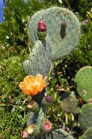 France, Var (83), Iles d'Hyères, Parc national de Port Cros, Ile du Levant, domaine naturiste d'Héliopolis, Figuier de Barbarie (Opuntia ficus-indica)
