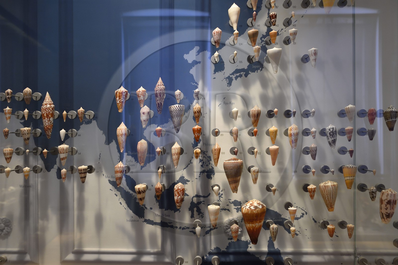 France, Charente-Maritime, La Rochelle, the Muséum d'histoire naturelle (natural history museum or museum Lafaille), cone collection of the 1st floor