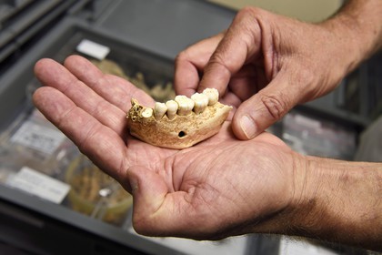 France, Dordogne (24), Périgord Noir, vallée de la Vézère, Les Eyzies-de-Tayac-Sireuil, site classé Patrimoine Mondial de l'UNESCO, Musée National de la Préhistoire, les réserves, mandibule de néandertalien datant de plus de 100000 ans