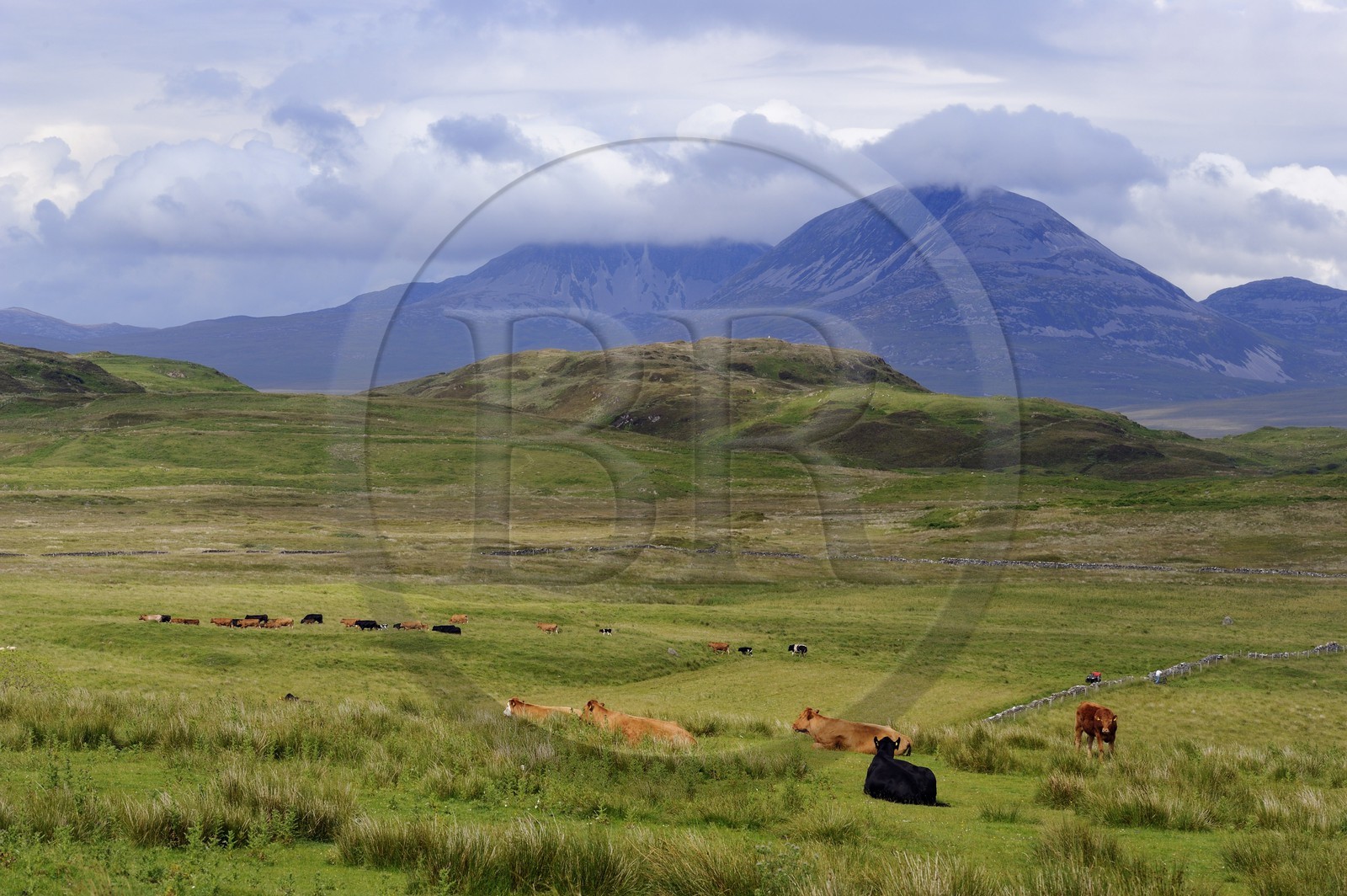 Royaume-Uni, Ecosse, Hébrides intérieures, Ile de Islay, vaches au paturage dans les prairies du Nord-Est de l'île et les montagnes de l'île de Jura en arrière plan