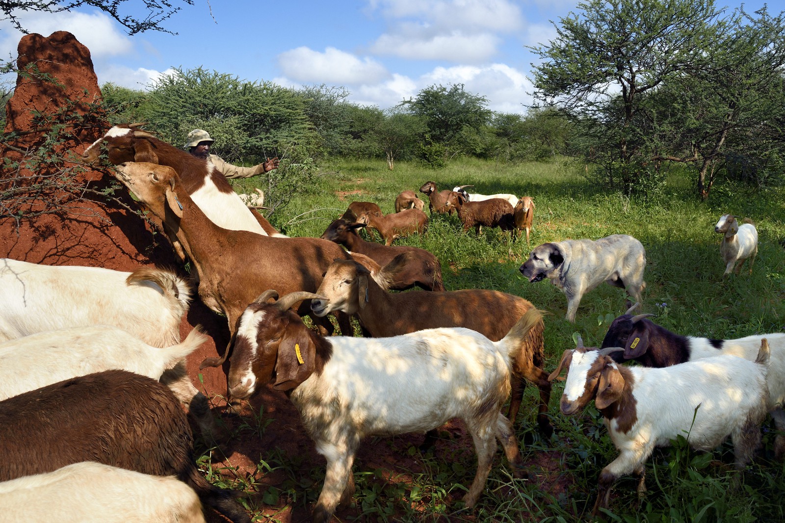 Namibia, Otjiwarongo, Cheetah Conservation Fund, research and education centre, CCF’s Livestock Guarding Dog Program has been highly effective at reducing predation rates and thereby reducing the inclination by farmers to trap or shoot cheetahs, Anatolian shepherd Kangal dog watching a herd of Boer goats and Damara sheep