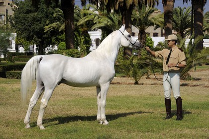 Maroc, région de Meknès-Tafilalet, haras royal de Meknès, pur sang arabe Basssan