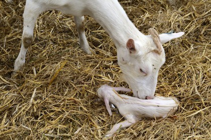 France, Loire (42), Parc Naturel Régional du Pilat, Pélussin, production par le GAEC de la Cabriole du fromage de chèvre Rigotte de Condrieu AOC, une chèvre met bas un chevreau