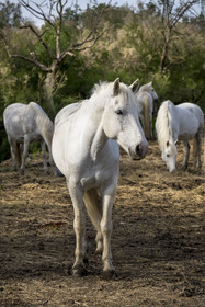 France, Gard (30), Saint-Gilles du Gard, manade Pierre Aubanel & fils, chevaux camarguais