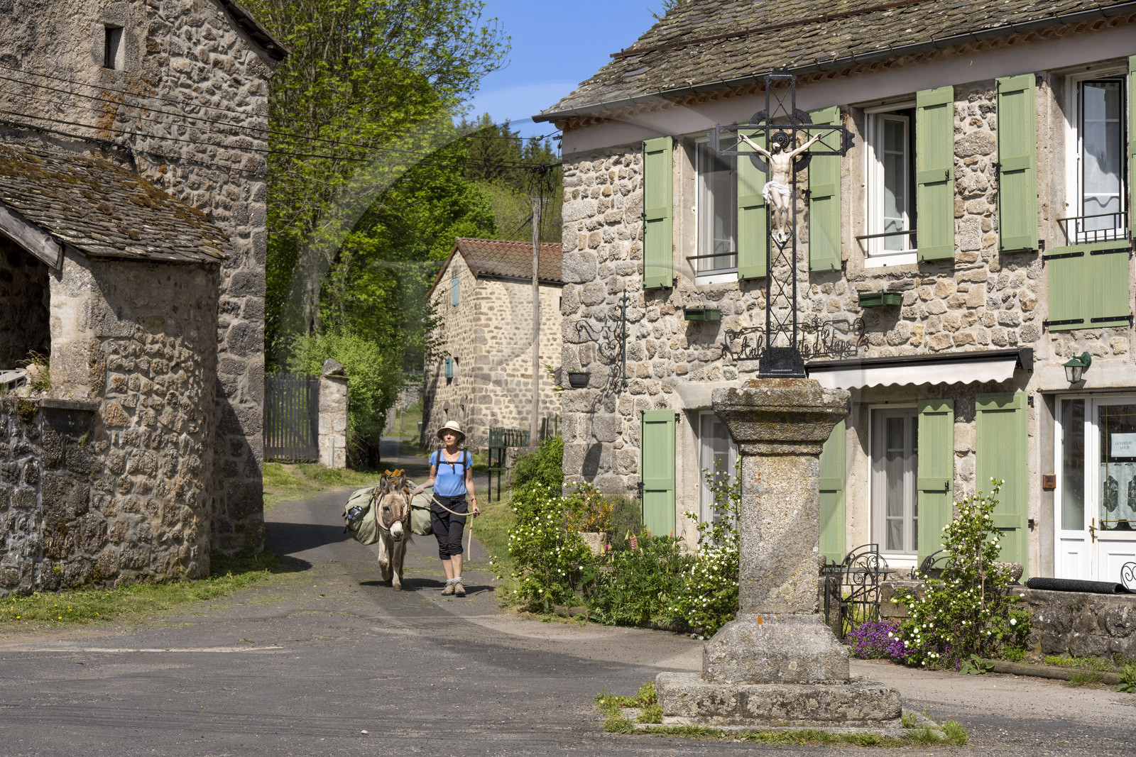 France, Lozère (48), Cheylard-l'Evêque, traversée du village pendant la randonnée avec un âne sur le chemin de Stevenson (GR 70)