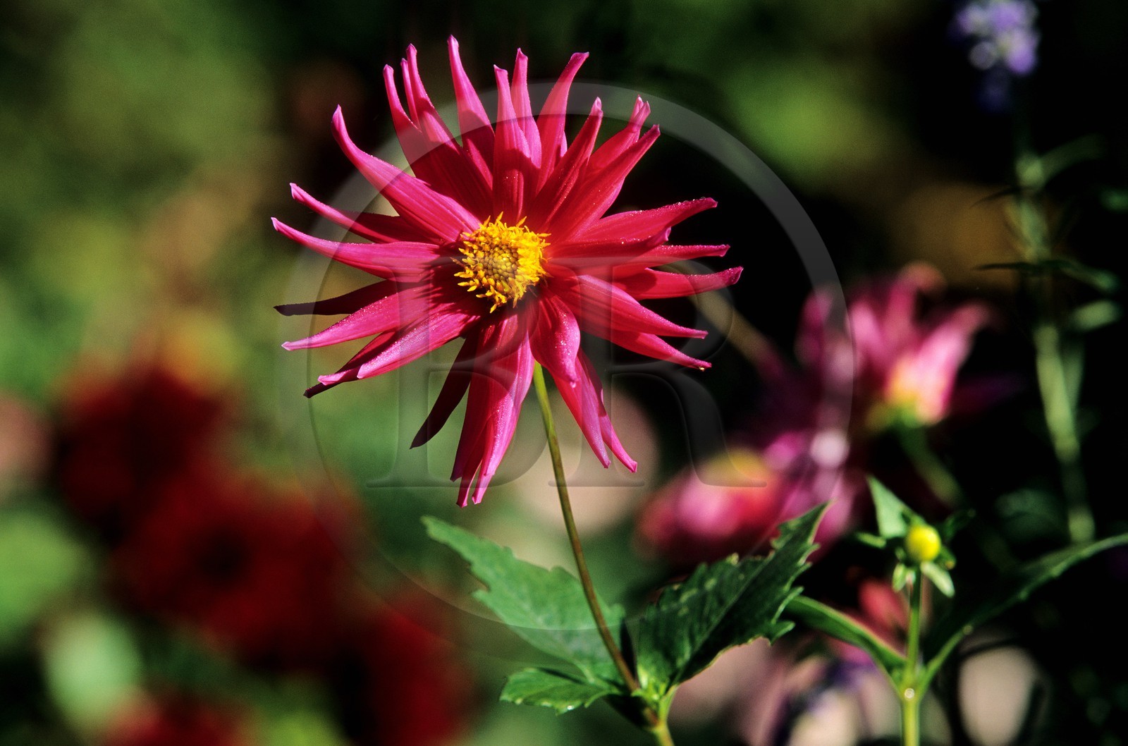 France, Eure (27), Giverny, jardin de Claude Monet, un dahlia