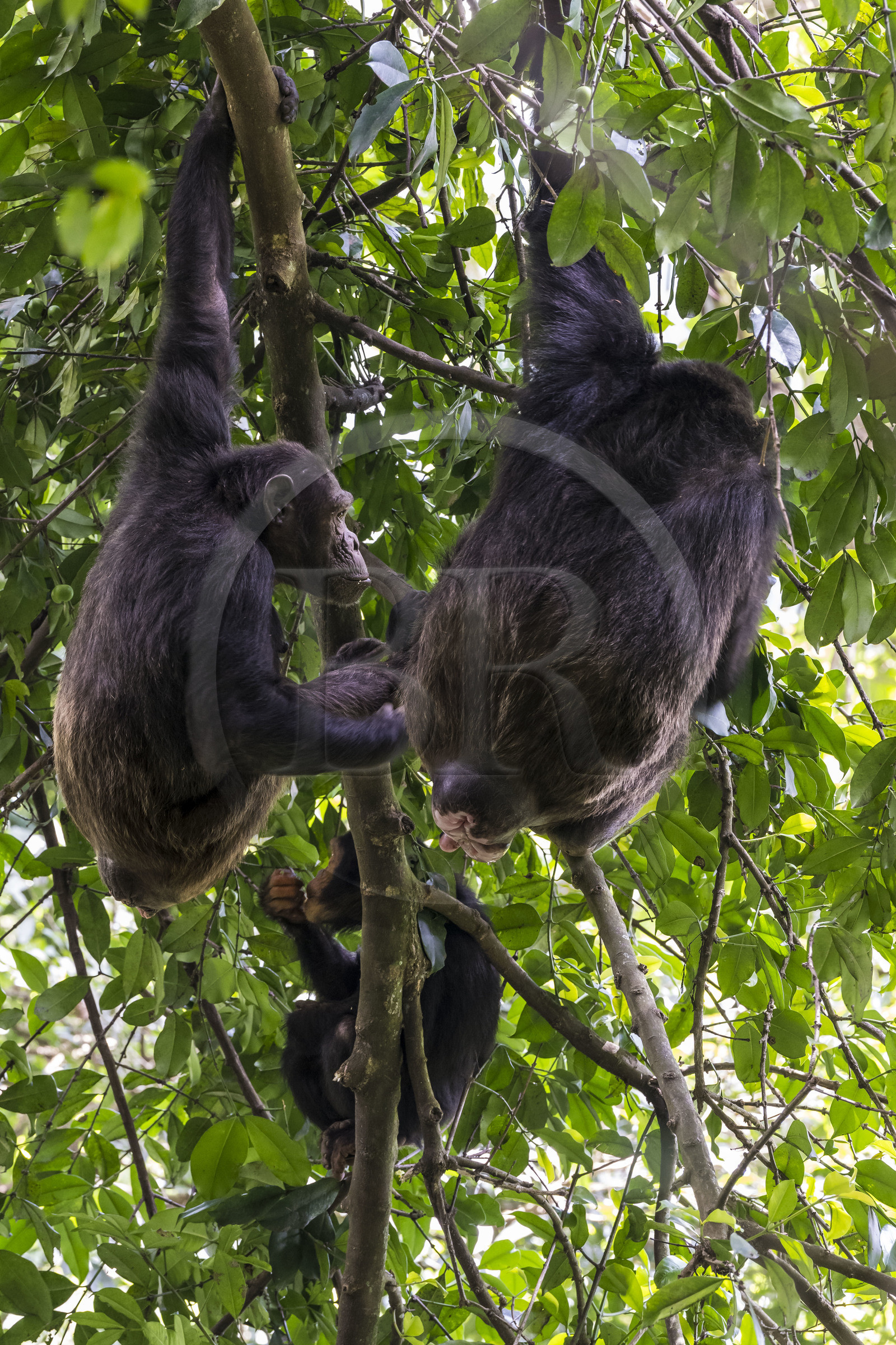 Rwanda, Province de l’Ouest, Nyakabuye, Parc national de Nyungwe, forêt tropicale humide naturelle de Cyamudongo, Chimpanzés commun (Pan Troglodytes) dont une femelle avec une vulve dilatée en période d'œstrus, période d'accouplement