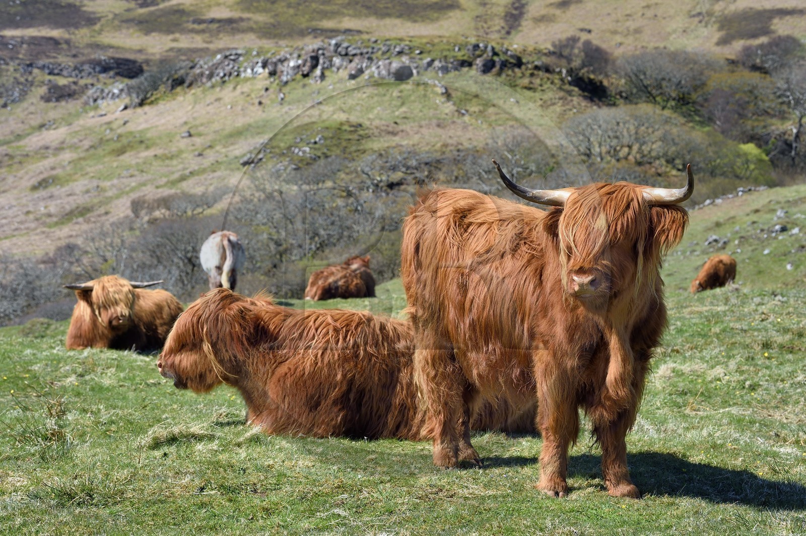 United Kingdom, Scotland, Highland, Inner Hebrides, Isle of Mull, Highland cows
