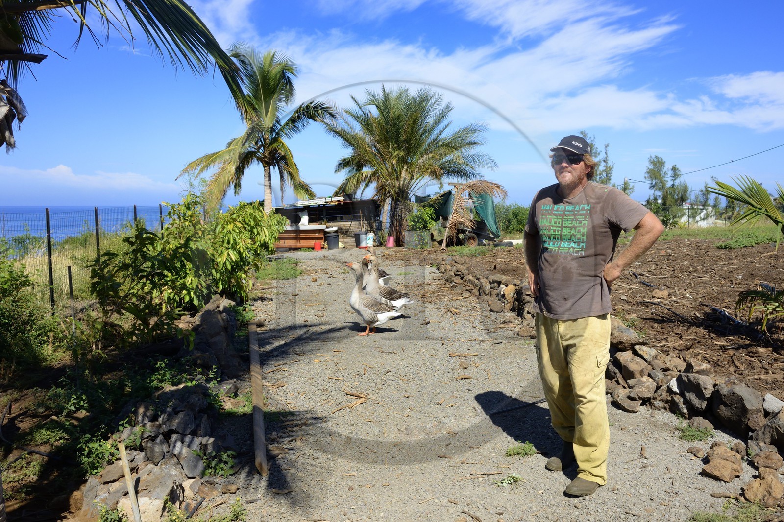 France, Ile de la Reunion, élevage bio d'oies sur les hauteurs de Saint-Leu