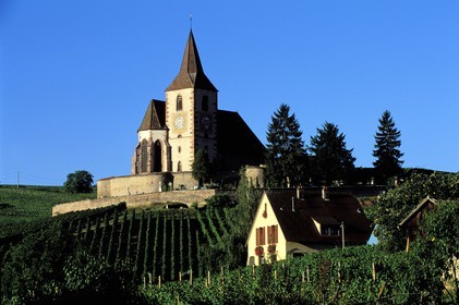 France, Haut-Rhin (68), Route des vins d' Alsace, Hunawihr, labellisé Les Plus Beaux Villages de France, église au milieu des vignes
