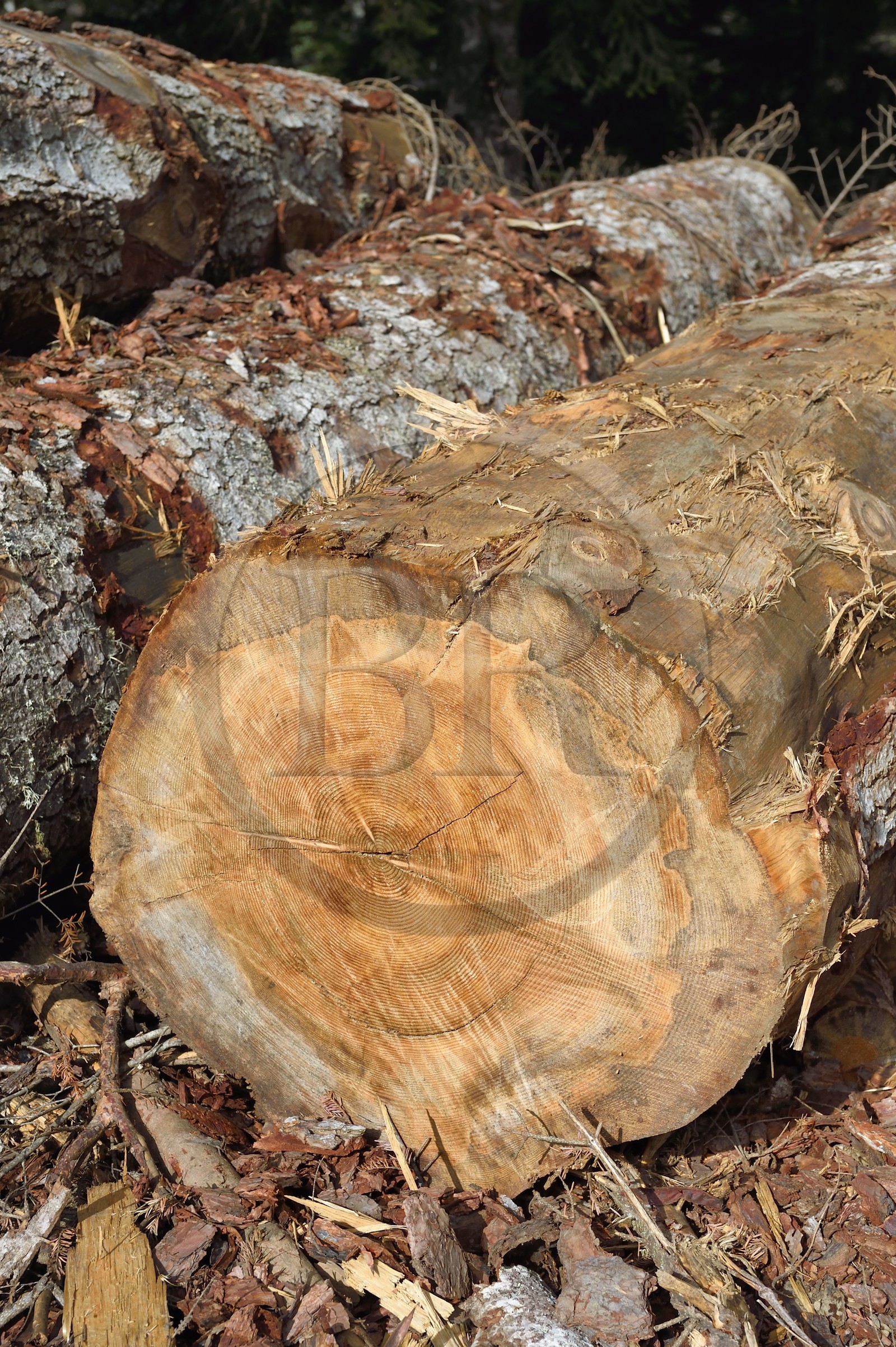 France, Hautes-Pyrénées (65), Saint-Lary-Soulan, vallée du Rioumajou, stockage de grumes