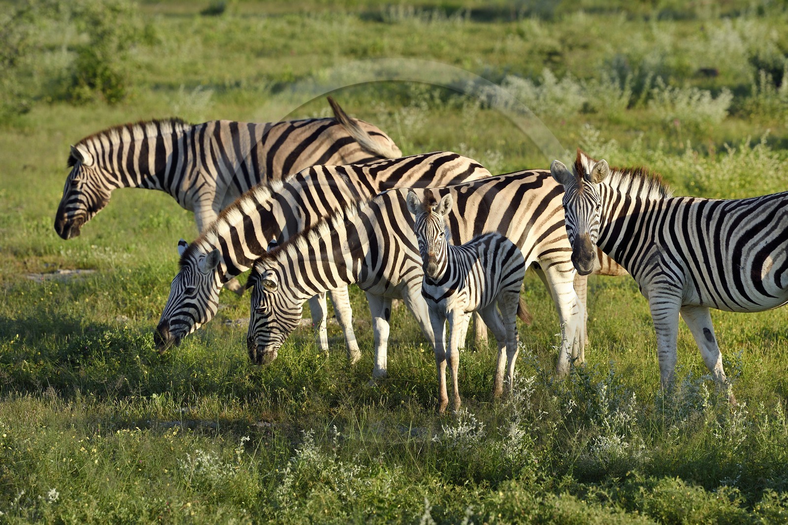Namibie, région de Oshikoto, Parc National d'Etosha, zèbres de Burchell (Equus burchellii)