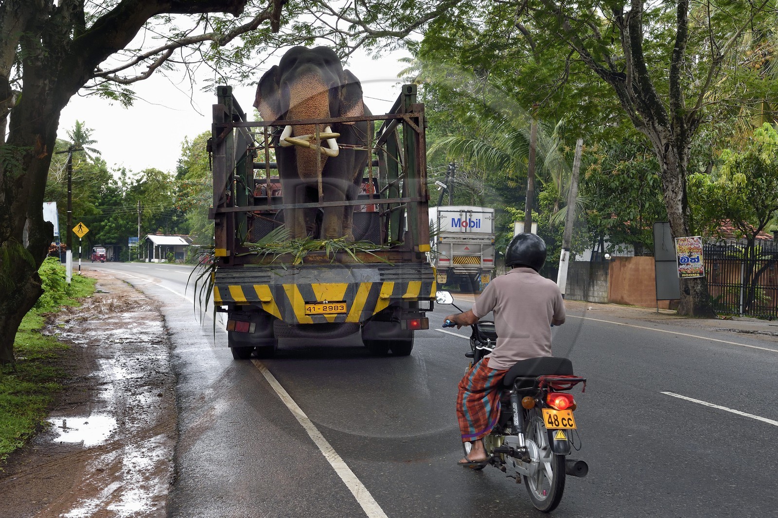Sri Lanka, Province du Sud, Weligama, un camion transporteur d'éléphant apporte un éléphant à une cérémonie