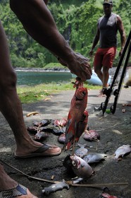 France, île de la Réunion, anse des Cascades, au sud de Piton-Sainte-Rose, classé Patrimoine Mondial de l'UNESCO, retour de pêche au harpon