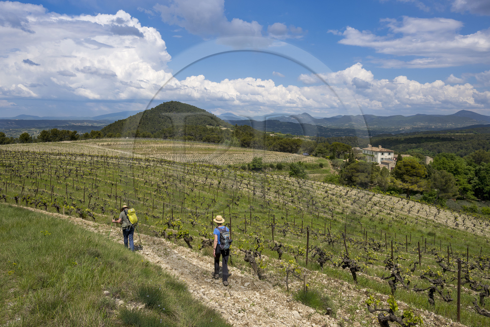 France, Vaucluse (84), Dentelles de Montmirail, Séguret, les vignobles du Domaine viticole de Mourchon