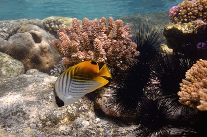 France, Ile de la Reunion, Côte Ouest, Saint-Gilles-Les-Bains (commune de Saint-Paul), le récif corallien du lagon de l'Ermitage, poisson Papillon jaune ou Papillon cocher (Chaetodon auriga) et oursins (vue sous-marine)