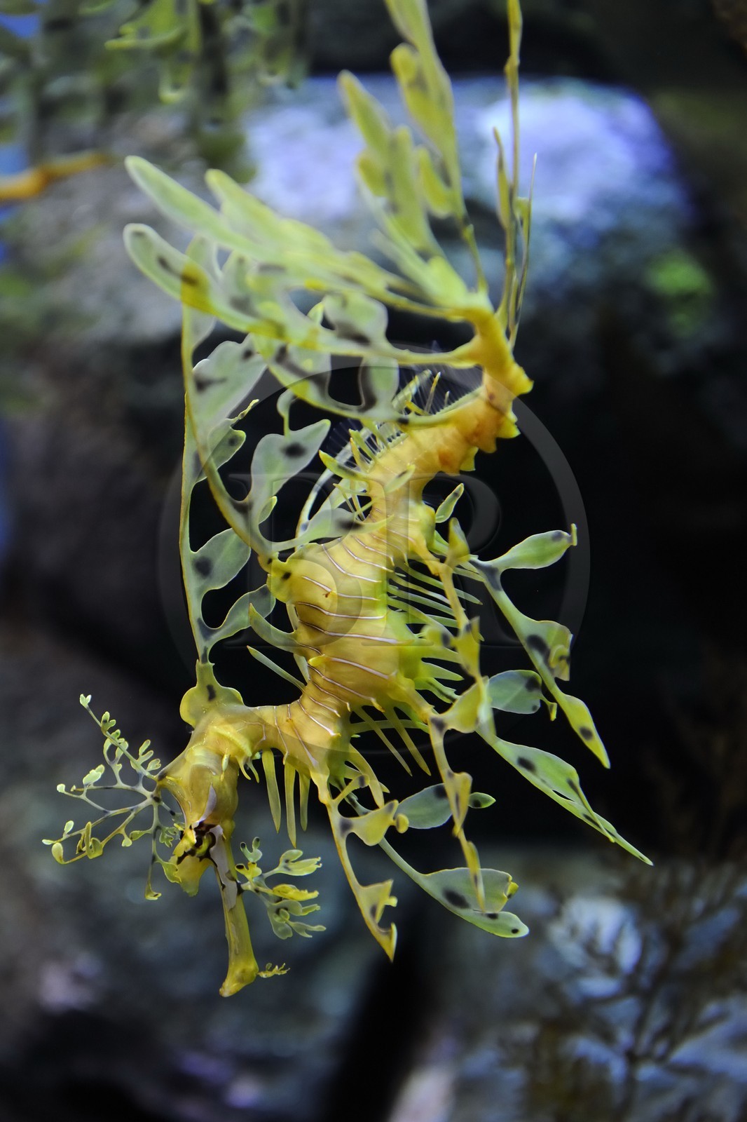 Etats-Unis, Californie, Monterey, le Monterey Bay Aquarium dans Cannery Row, dragon des mers feuillu male