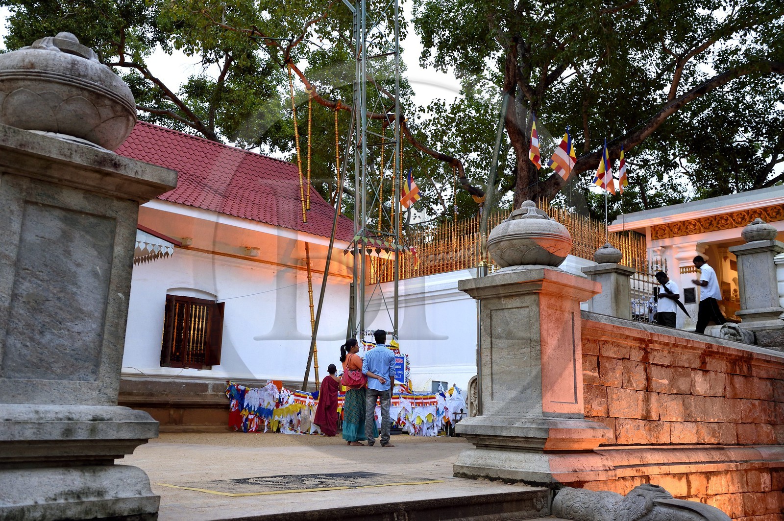 Sri Lanka, province du Centre-Nord, site d'Anuradhapura classé Patrimoine Mondial de l'UNESCO, capitale du Sri Lanka au IIIe siècle avant JC, le Sri Maha Bodhi est un figuier sacré, il est supposé être la branche sud de l'arbre historique Sri Maha Bodhi à Bodh Gaya en Inde sous lequel Bouddha atteint l'illumination