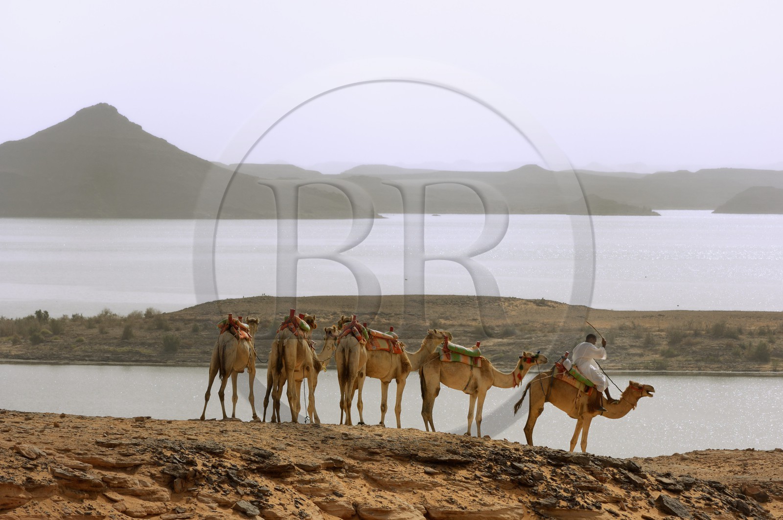 Egypte, Haute Egypte, Lac Nasser, désert de Nubie, site de Ouadi es-Seboua ou vallée des lions, caravane de dromadaires