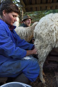 France, Alpes-Maritimes (06), vallée de la Roya (arrière-pays niçois), au pied du parc national du Mercantour, Tende, Casterino dans la vallée de la Casterine, traite à la main des brebis dans les pâtures par les bergers Céline et Georges Giordano