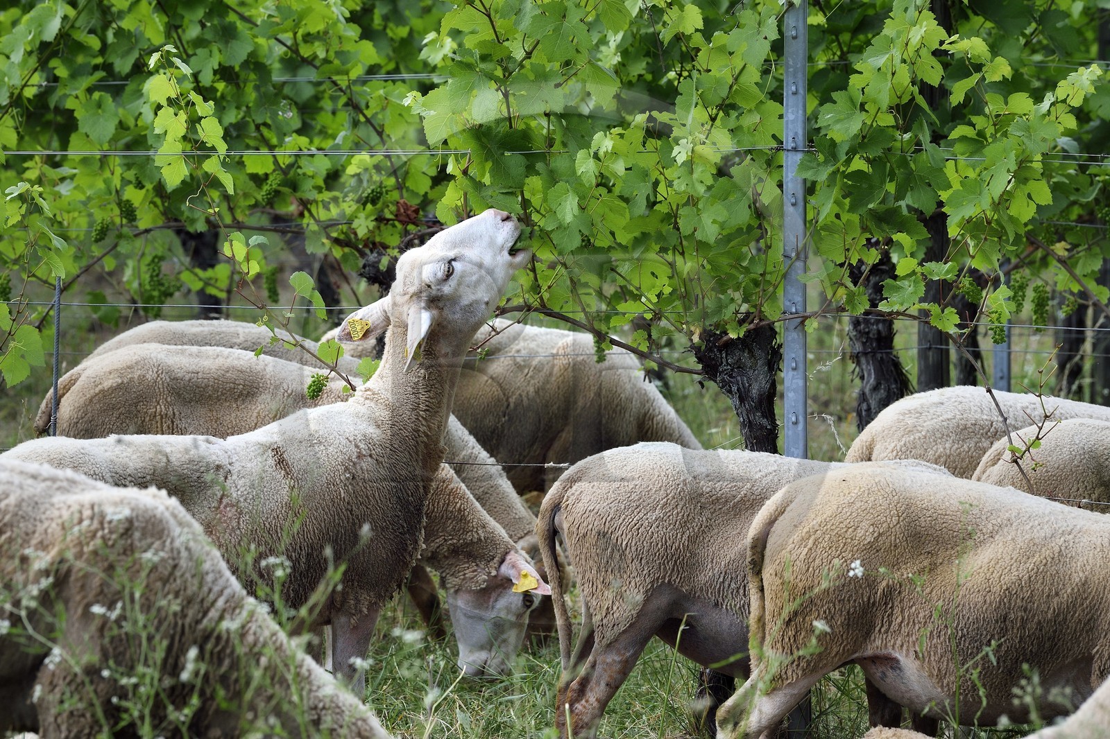 France, Bas-Rhin (67), Route des vins d'Alsace, Traenheim, Domaine viticole MULLER Charles & Fils, les moutons folivores entre les vignes permettent un entretien bio