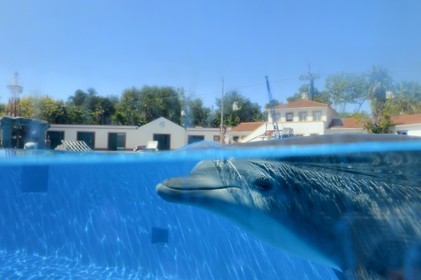 Portugal, Lisbonne, Jardin zoologique, le delphinarium, dauphin