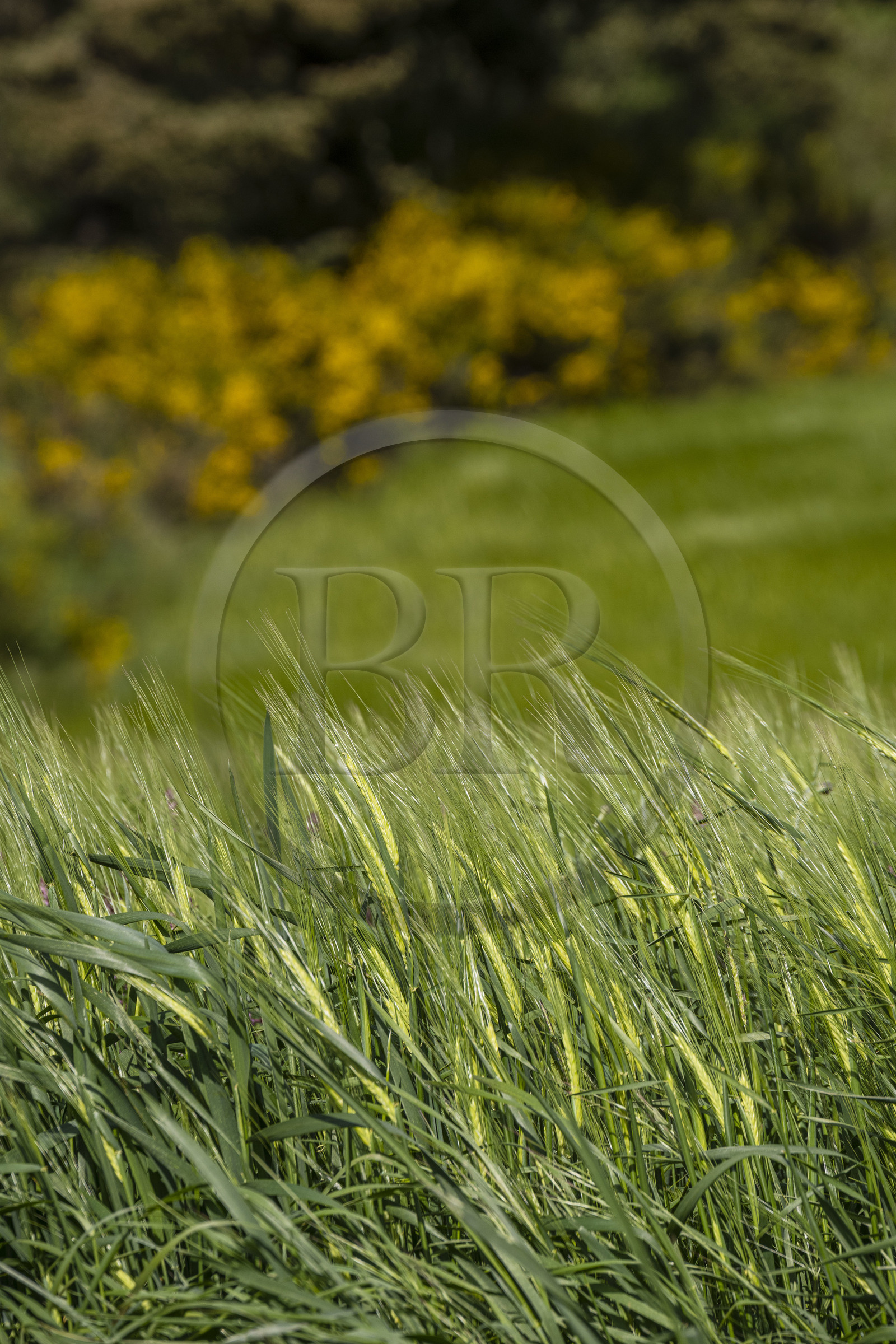 France, Haute-Loire (43), Landos, champ de blé encore vert